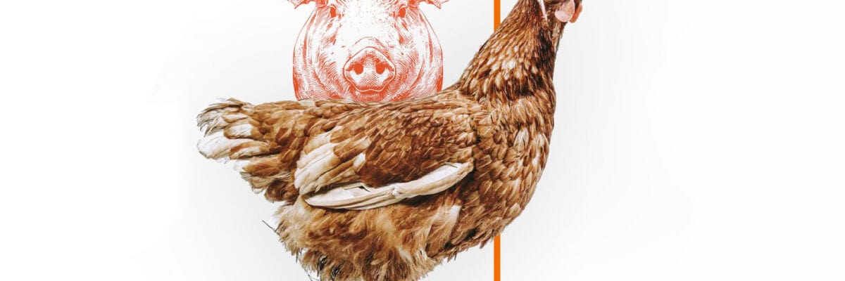 Illustration Tiere Schwein Huhn mit Eiern