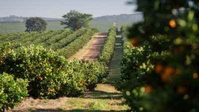 Orange Plantage LDC Header