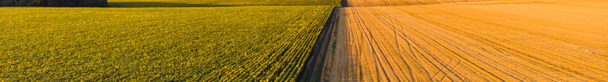 Colorful farm fields from above. Sunflower, wheat, rye and corn. Agricultural background