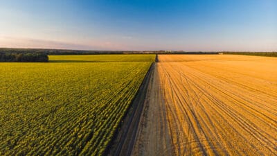Colorful farm fields from above. Sunflower, wheat, rye and corn. Agricultural background
